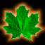 Maple Leaf